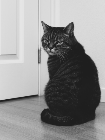 ChatGPT Image 1 nov 2025, 15_11_52 350